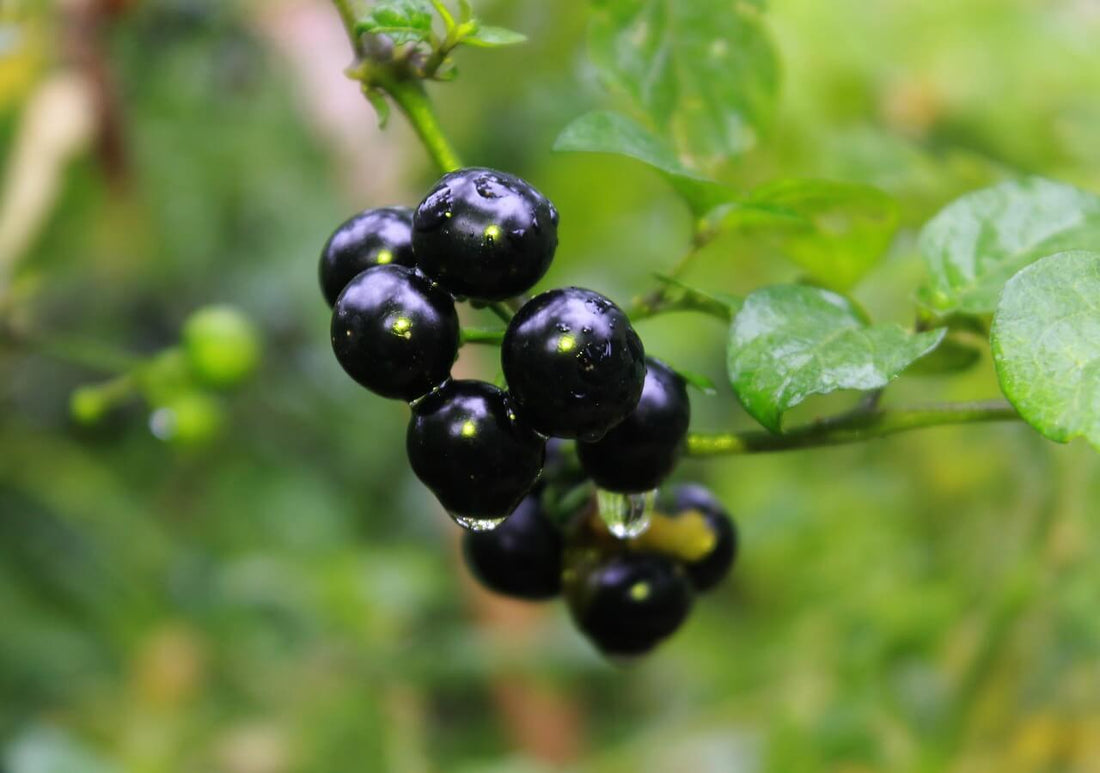 Solanum Nigrum (Black Nightshade)