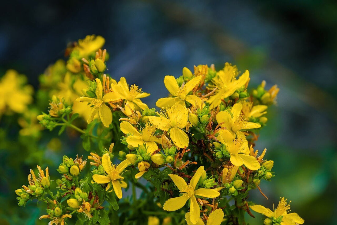 Hypericum